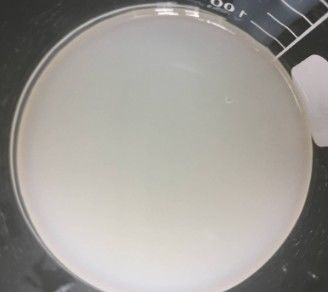 Πολυακρυλαμίδη και C13-14 Ισοπαραφίνη και Laureth-7 Ψυχρά Εμιλσετήρες για Κρέμα